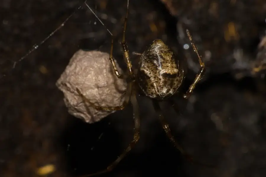 House spider guarding a round papery egg sac in a tangled web