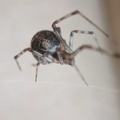 Common house spider showing its rounded abdomen and banded legs