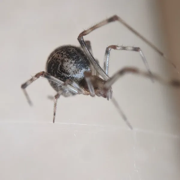 Common house spider showing its rounded abdomen and banded legs