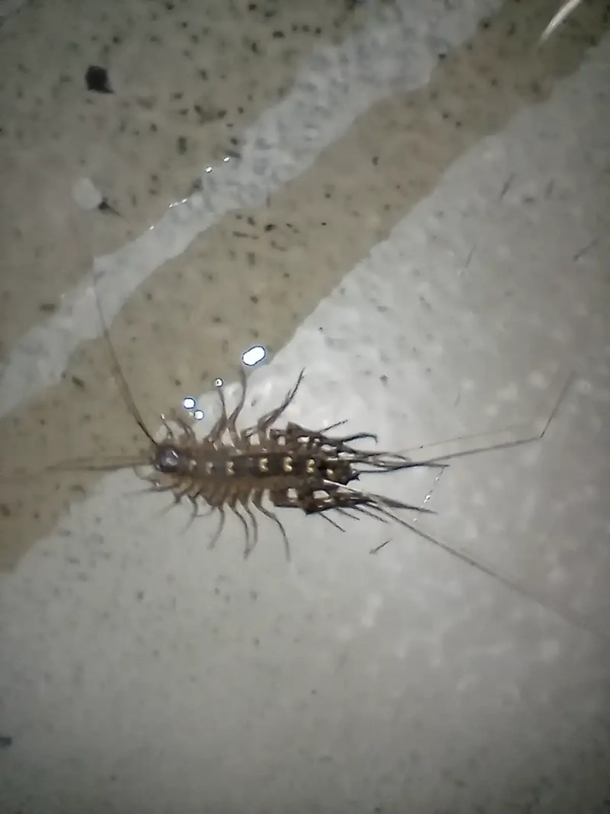 House centipede on tile floor