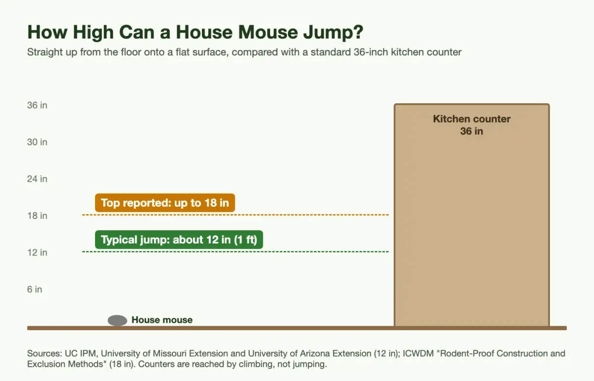 Chart showing a house mouse's typical 12-inch jump and 18-inch top reported jump compared with a 36-inch kitchen counter