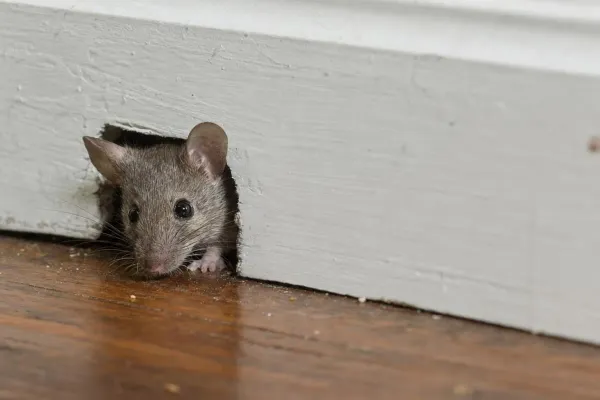 How Small of a Hole Can a Mouse Fit Through? About 1/4 Inch