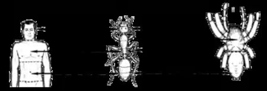 Illustration showing human body, ant, and spider.