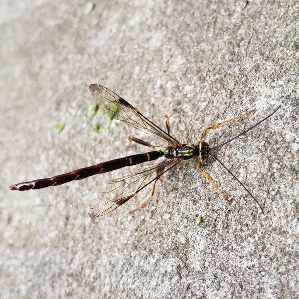 Top-down view of giant ichneumon wasp on concrete showing extended ovipositor and wing structure