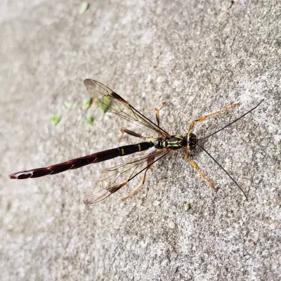 Top-down view of giant ichneumon wasp on concrete showing extended ovipositor and wing structure