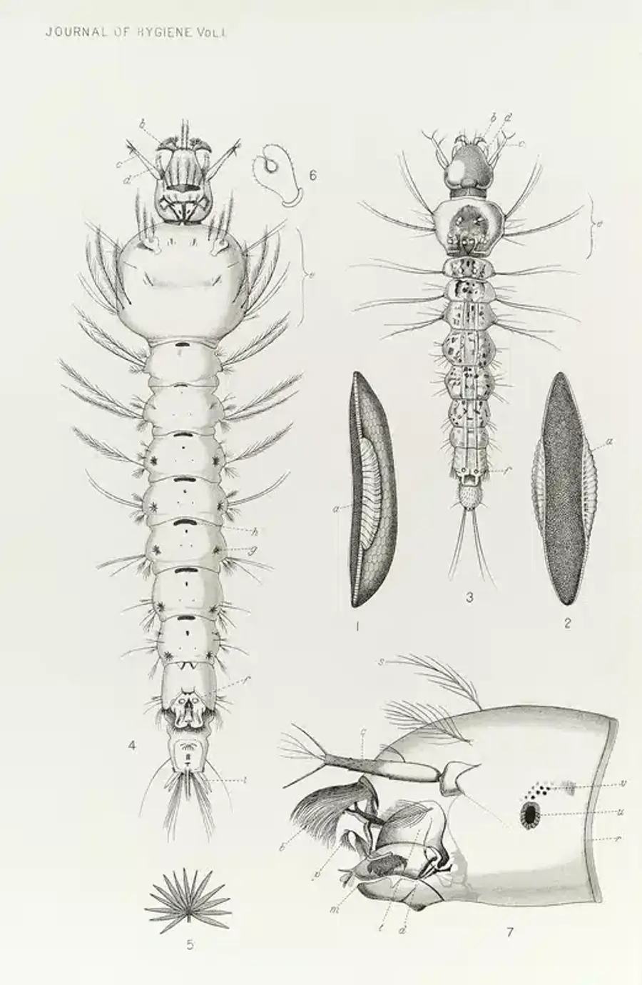 Illustration of insect anatomy