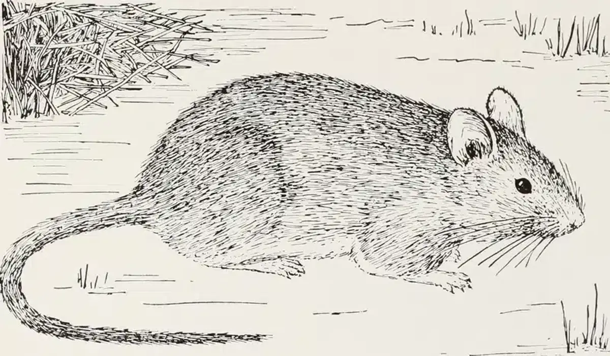 Illustration of a mouse in nature
