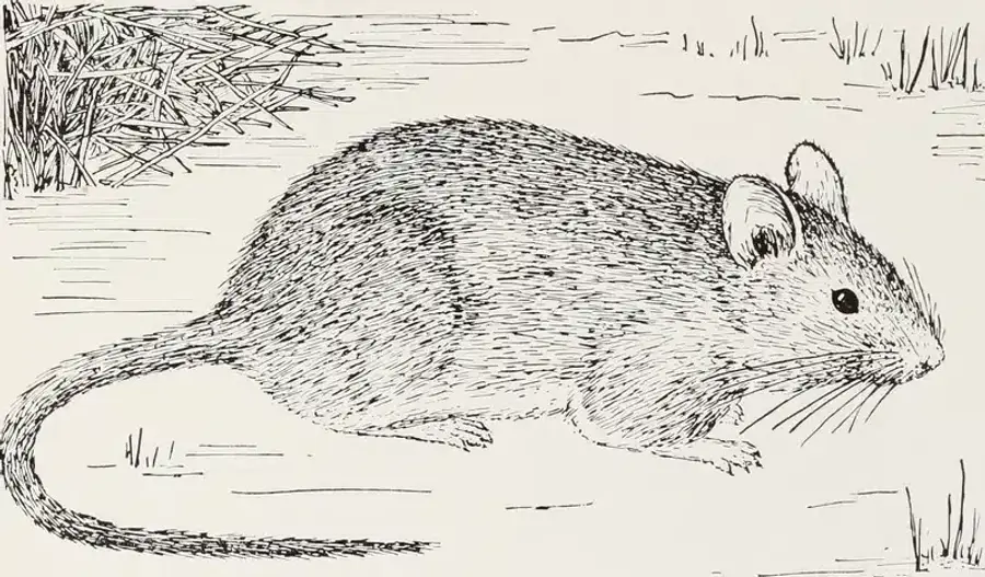 Illustration of a mouse