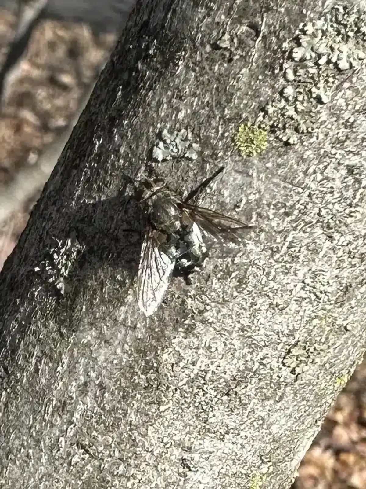 Comparison of cluster flies and house flies showing size and color differences