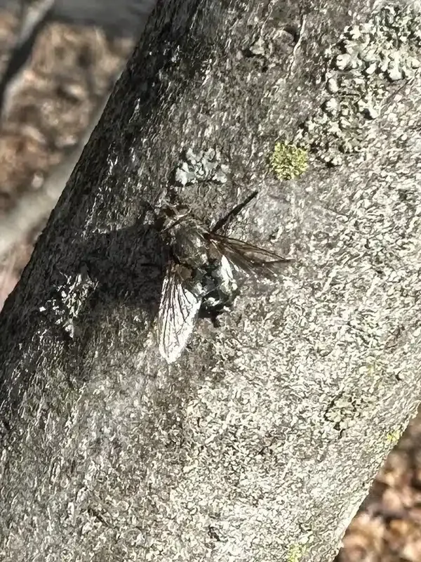 Cluster Fly vs House Fly: Identifying Winter Home Invaders