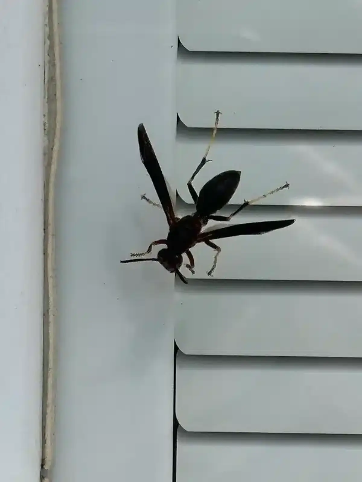 Paper wasp foraging on flowers showing ecological benefit