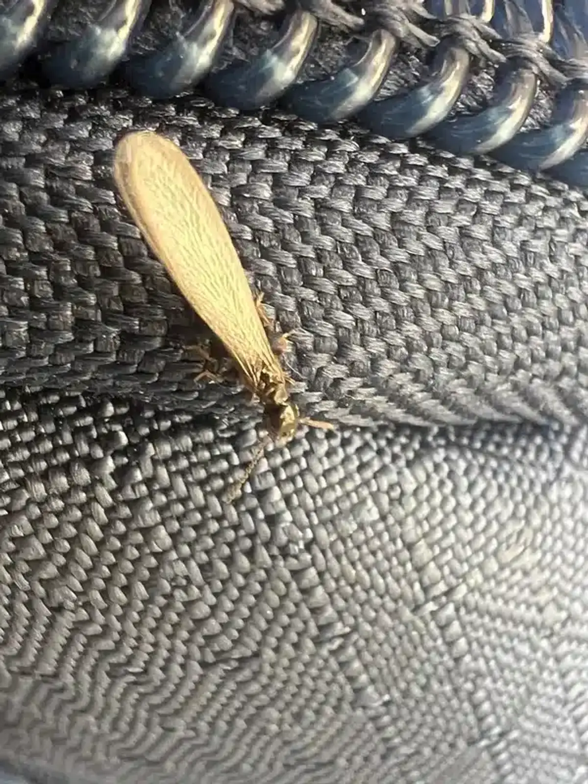 Cross-section of wood showing internal termite damage with intact exterior