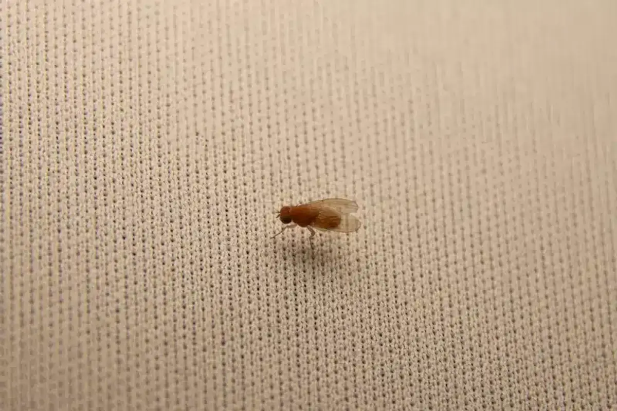 Professional pest control technician treating for flies in residential setting