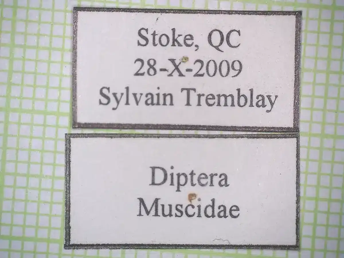 Home showing typical areas where cluster flies enter during winter months