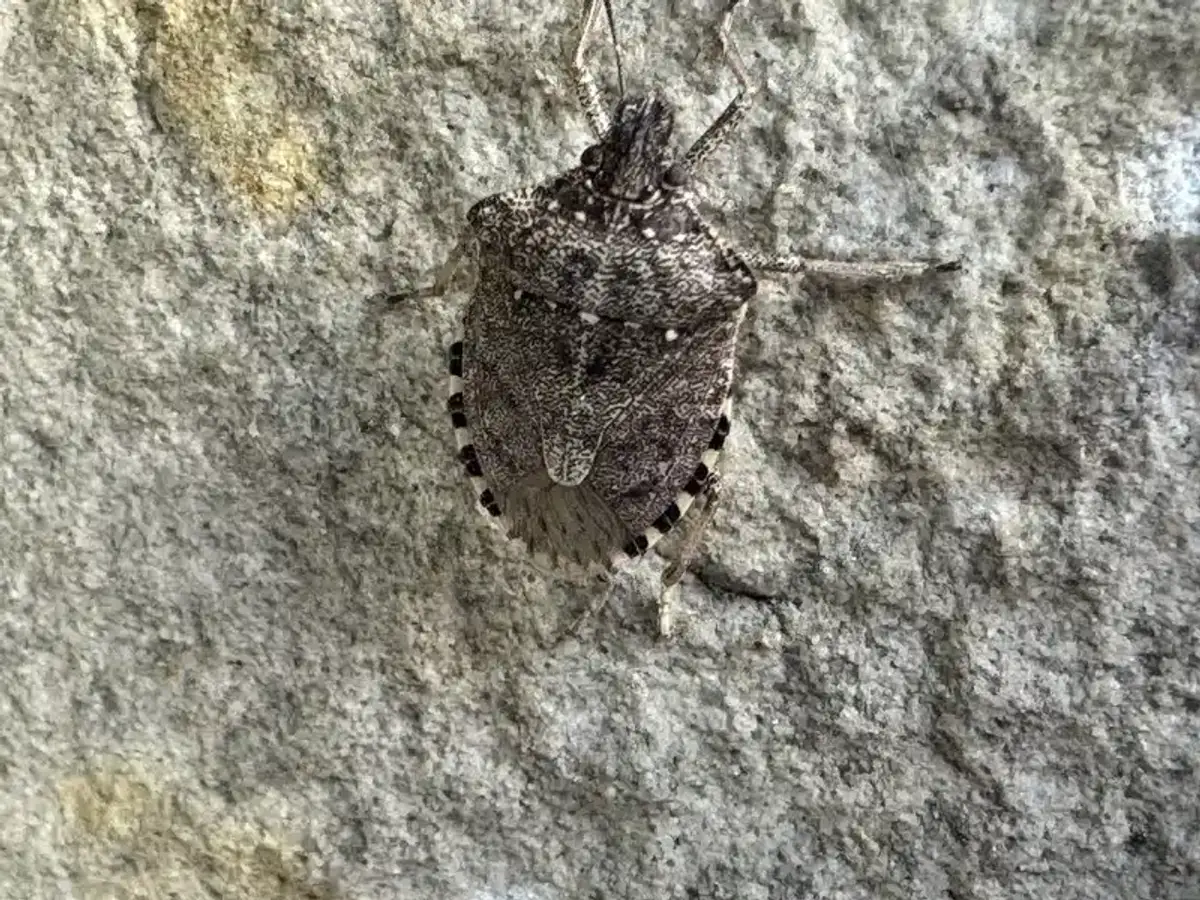 Comprehensive pest management approach for stink bug control