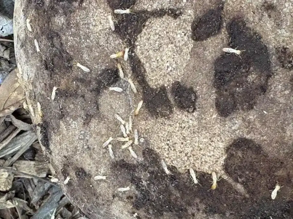 Comparison showing termite pellets next to common household items for size reference