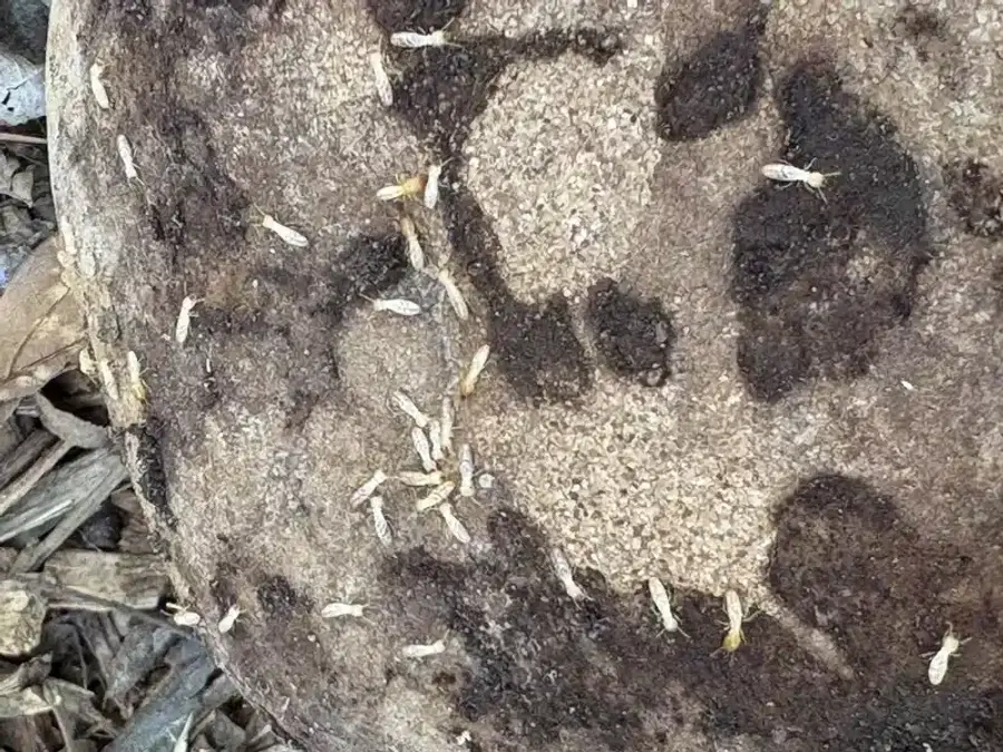 Termites on a wooden surface