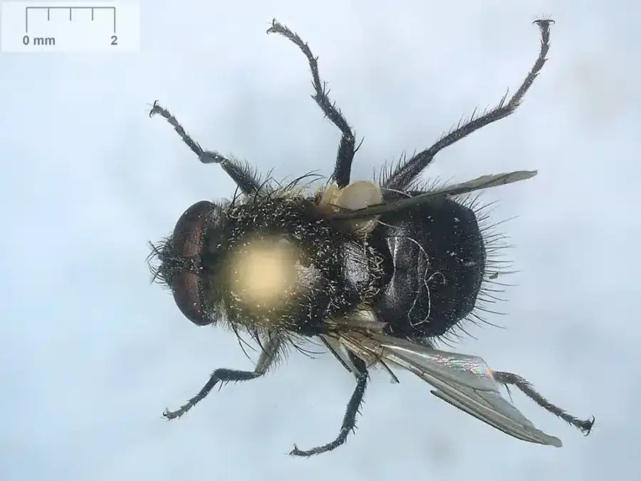 Close-up view of cluster fly showing golden hairs and darker coloring