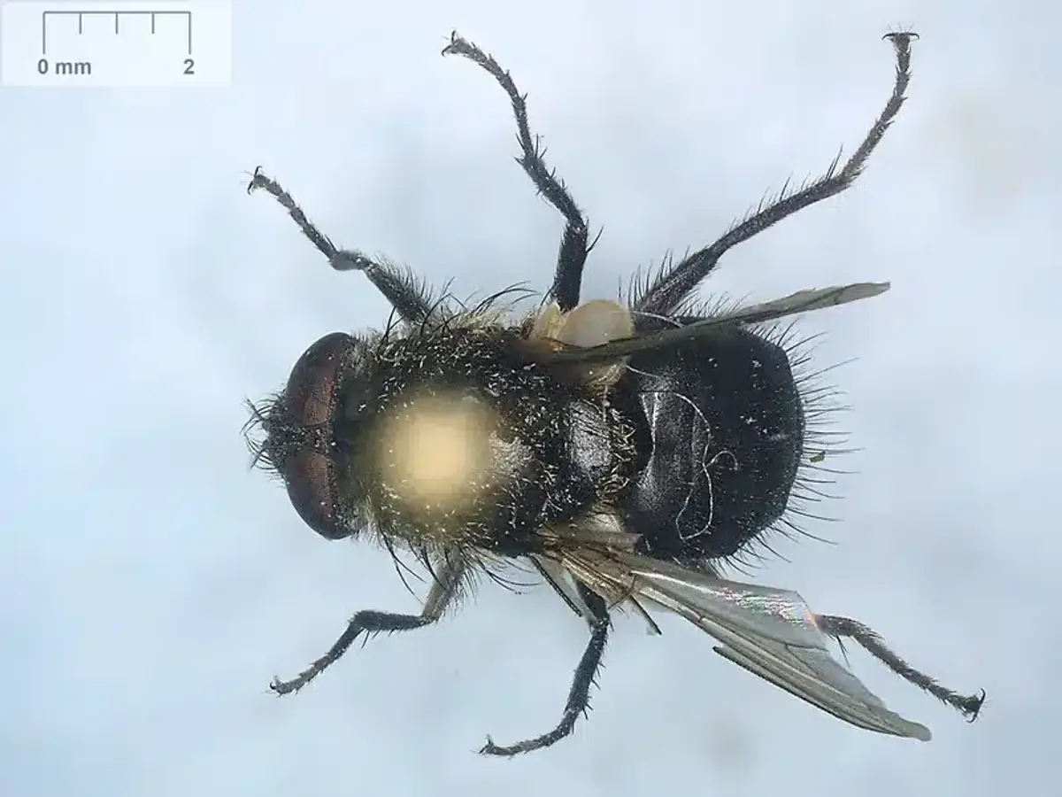 Close-up of a cluster fly showing its larger size and golden hairs compared to a common house fly