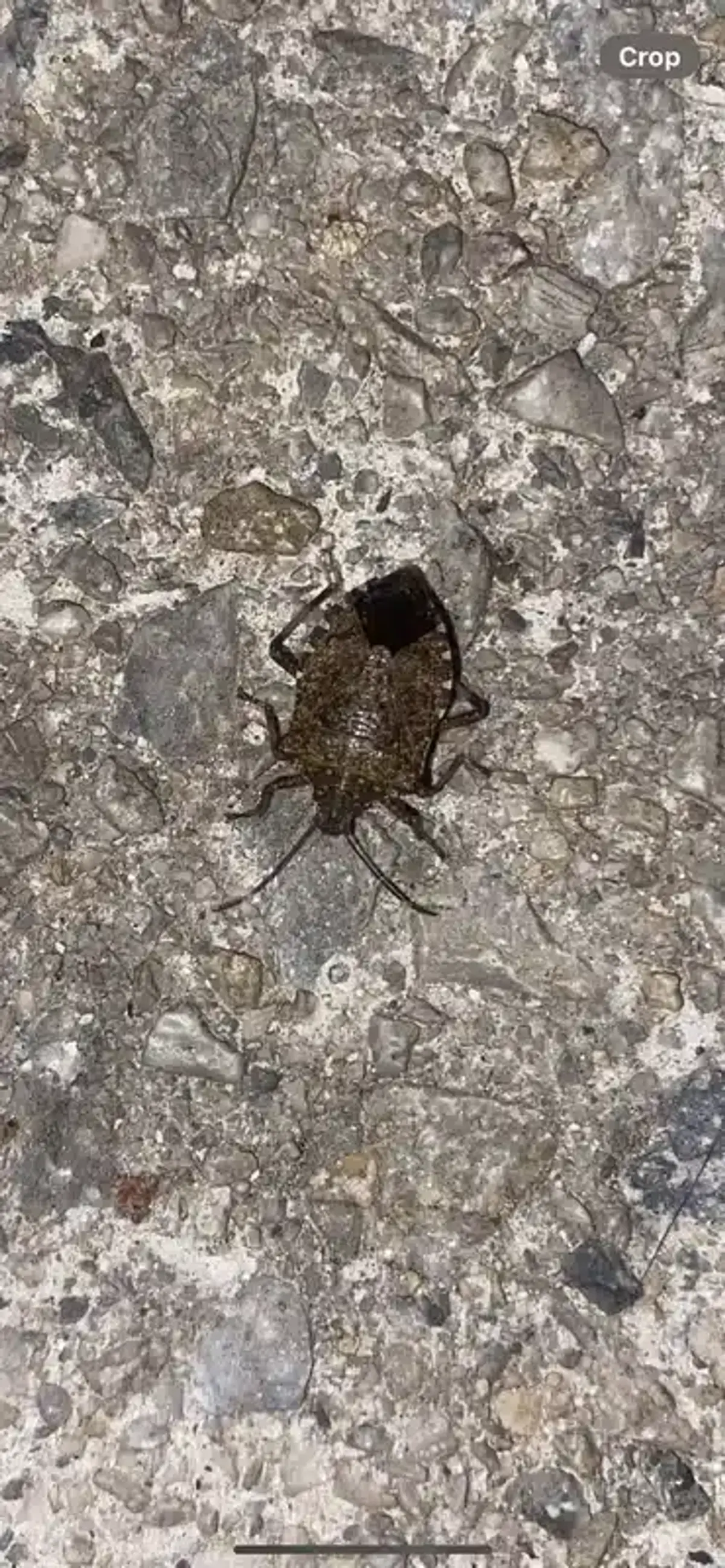 Close-up view highlighting key identification features of shield bugs and stink bugs