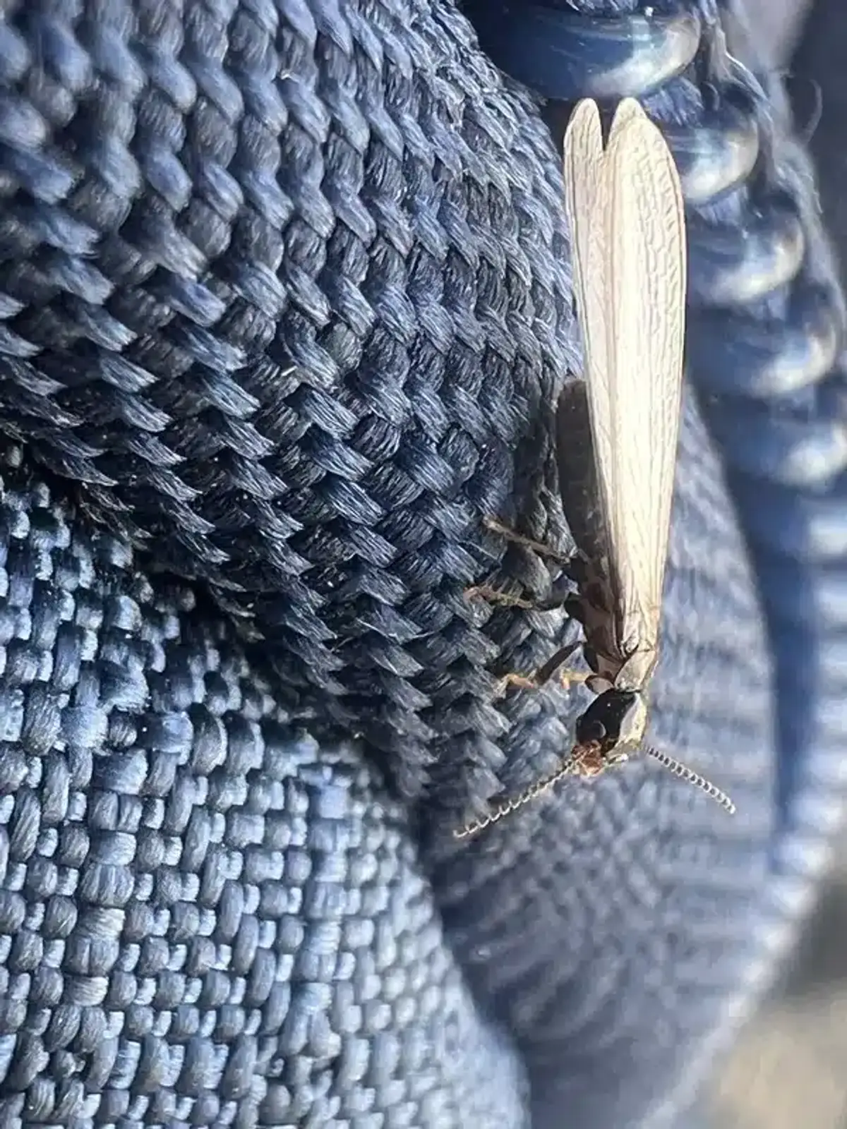 Termite swarmer showing straight antennae and equal wings