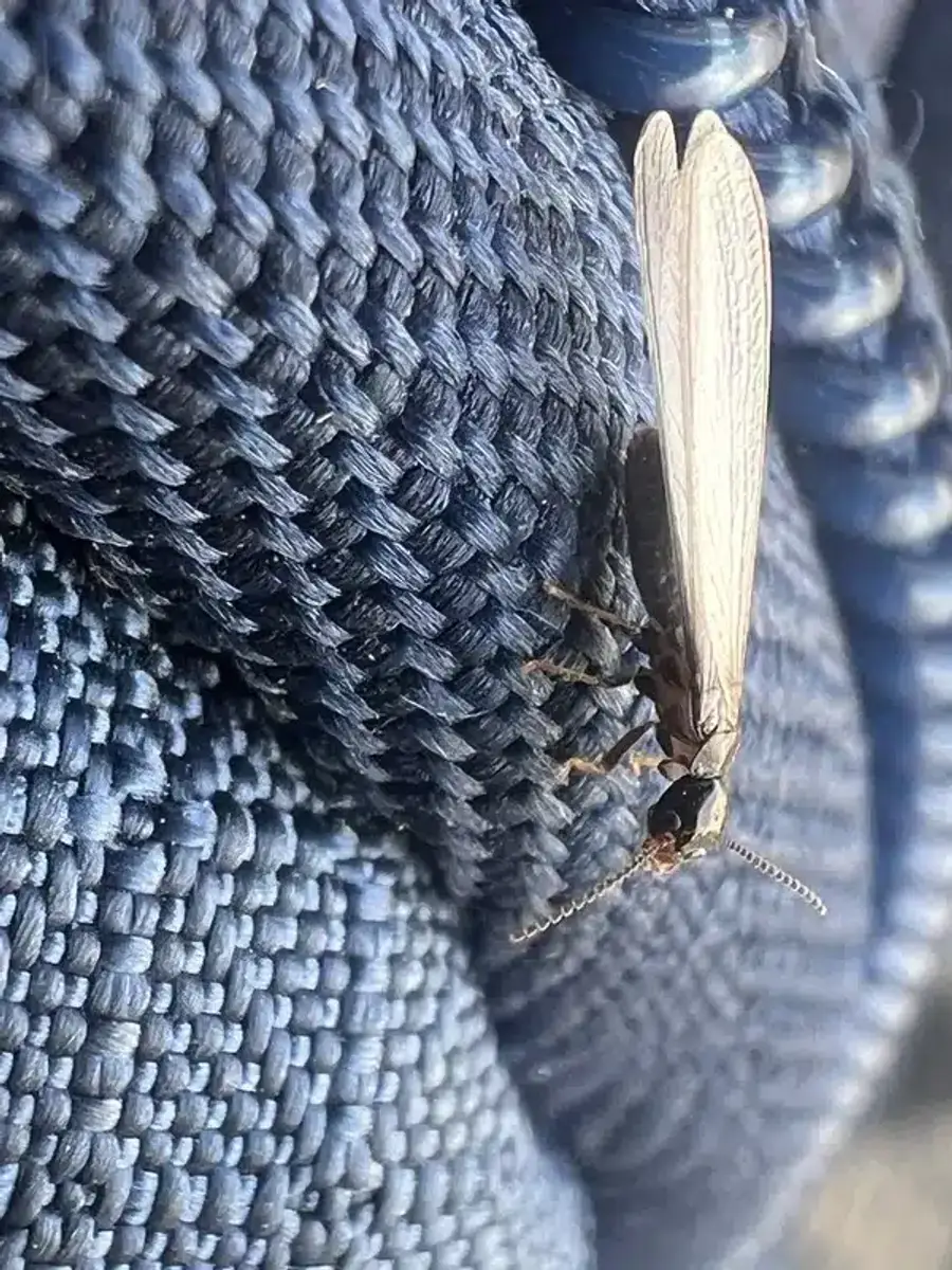 Close-up of a termite swarmer showing wing and body features
