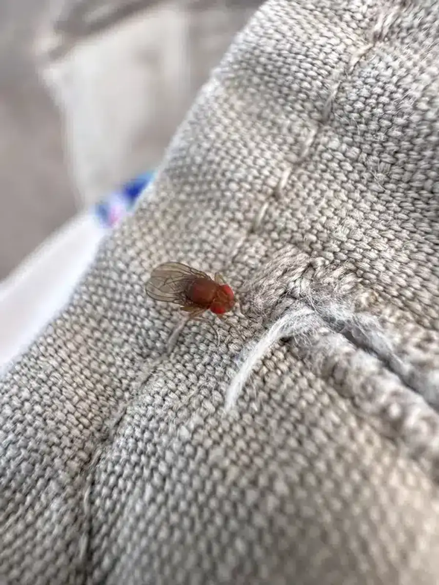 House fly showing its larger size and different coloring