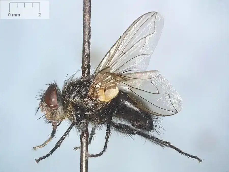 House fly showing gray coloring with black stripes