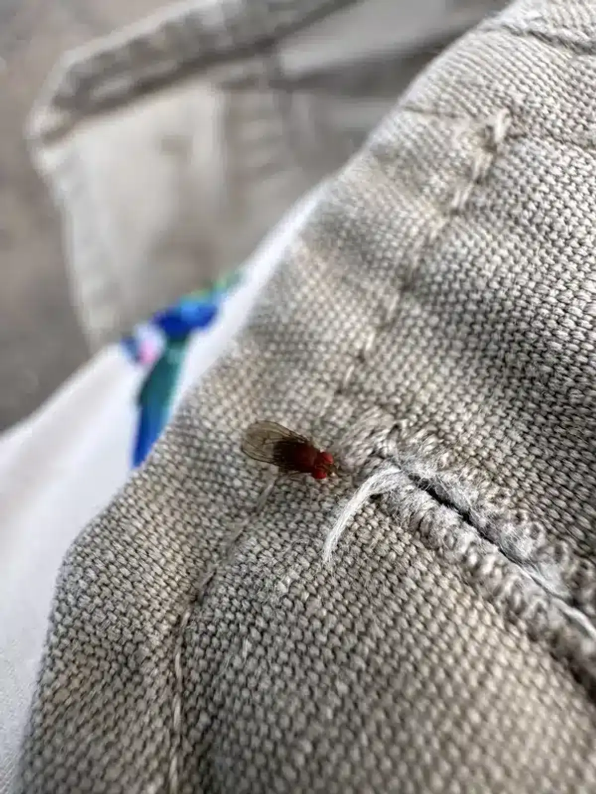 Common breeding locations for fruit flies and house flies around homes