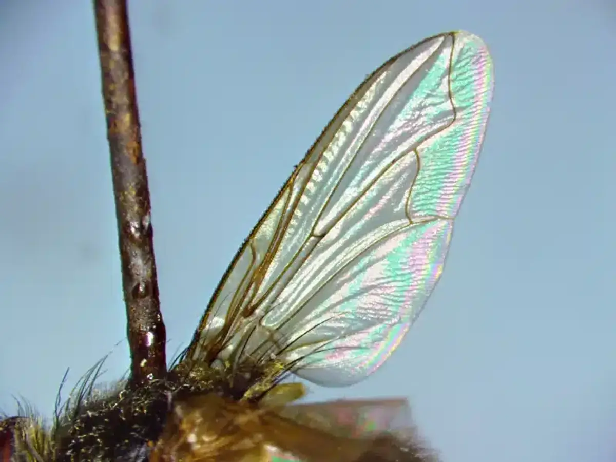Cluster flies gathering on exterior wall seeking winter shelter
