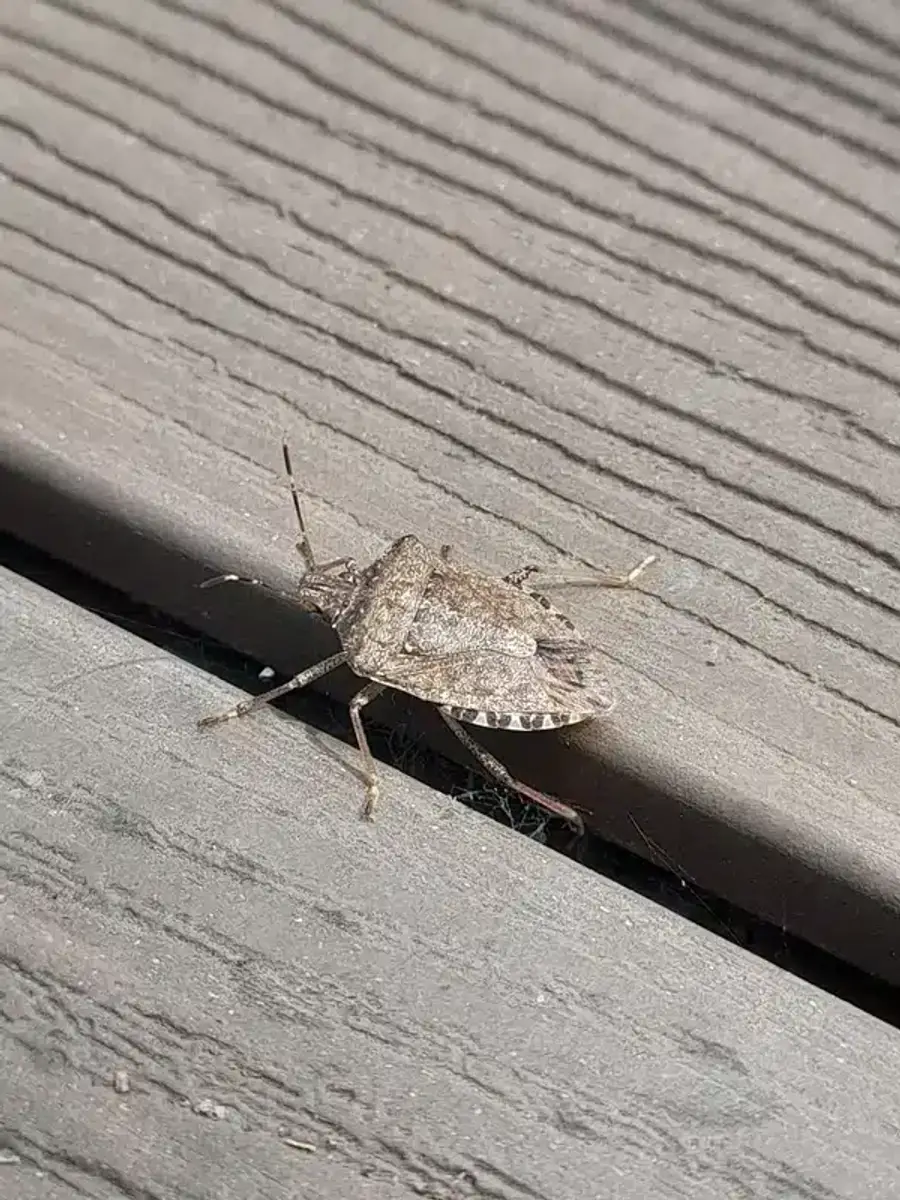 Shield bug showing typical body positioning and appearance