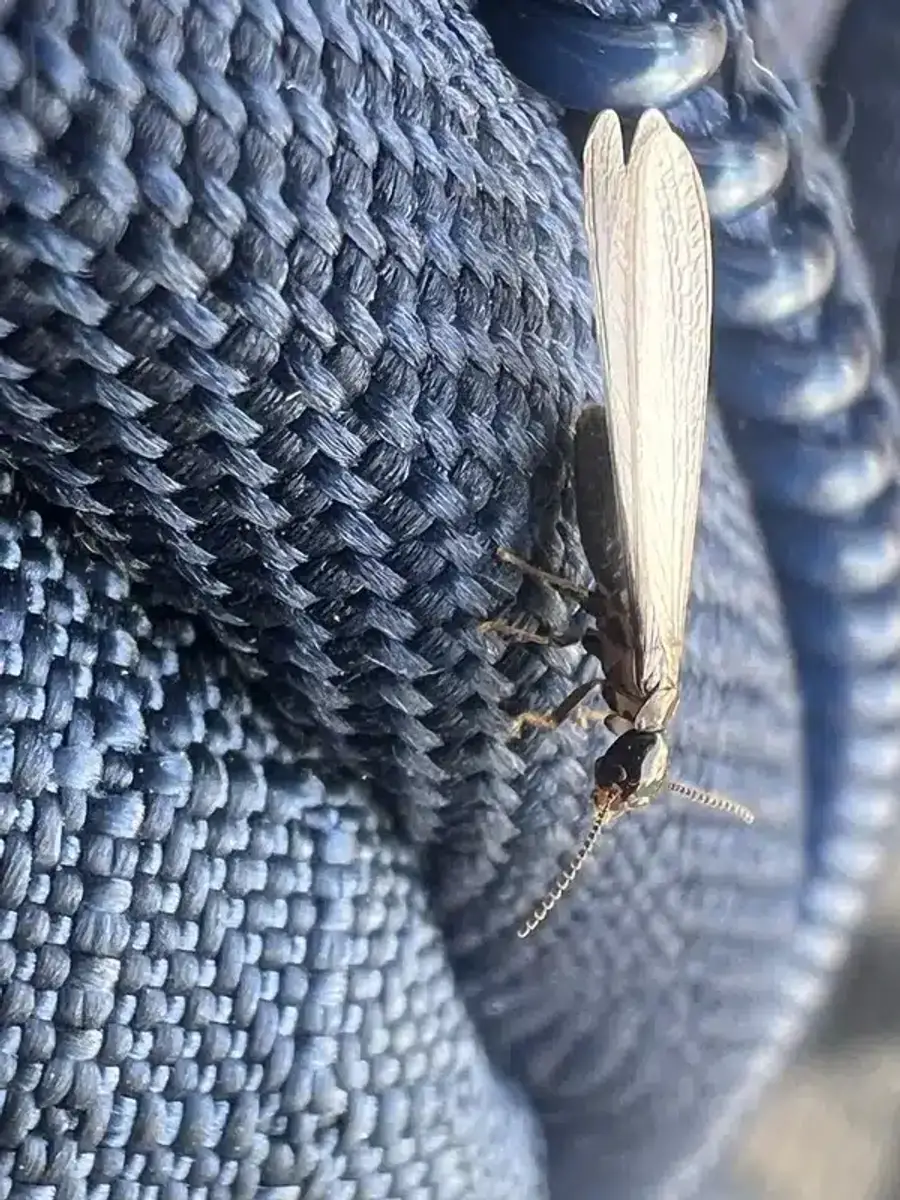 Dark-colored termite pellets from hardwood feeding