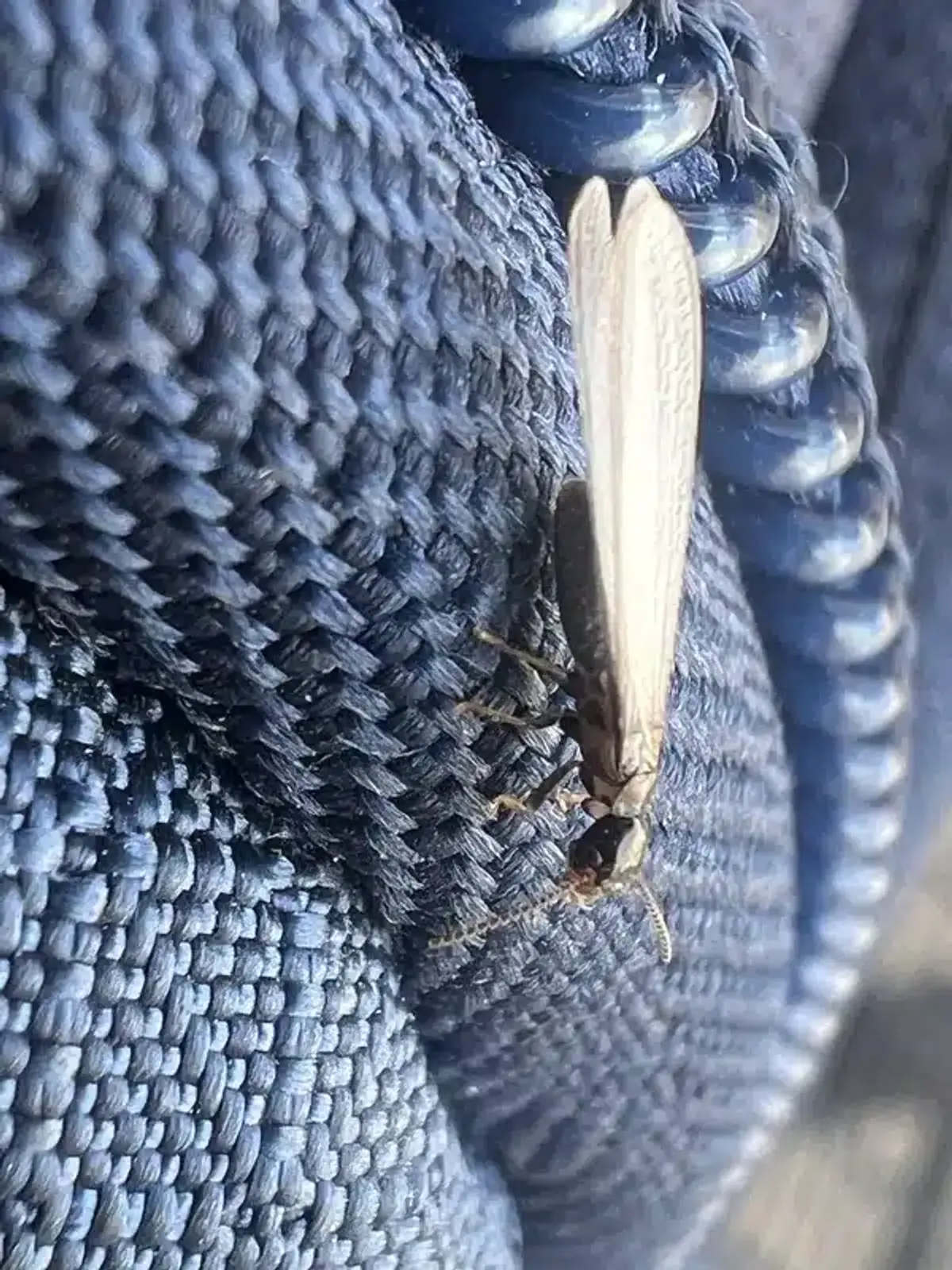 Small kick-out hole in wood with termite pellets scattered below