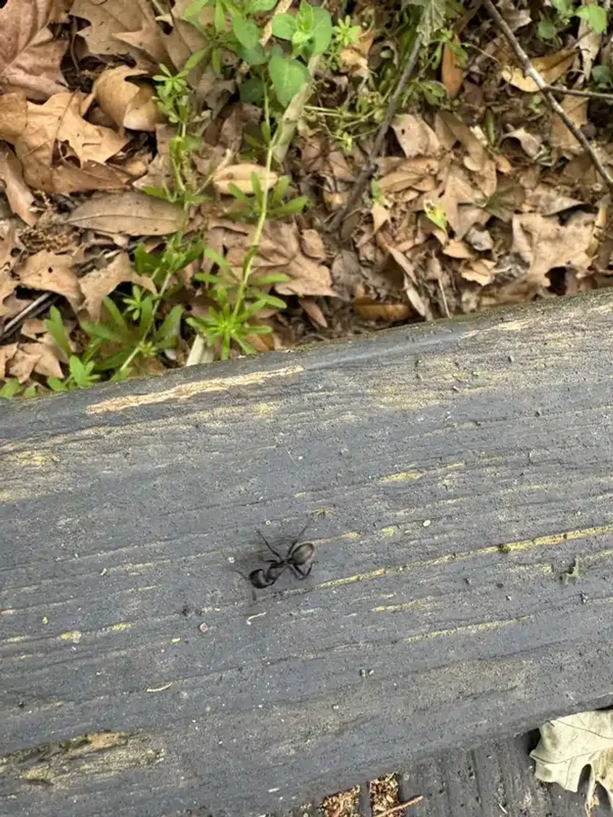 Common carpenter ant entry points in bathrooms