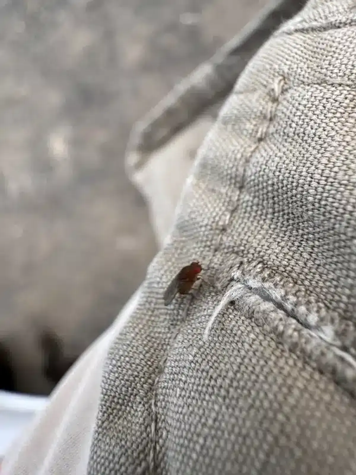 Health concerns and disease transmission risks from different fly species