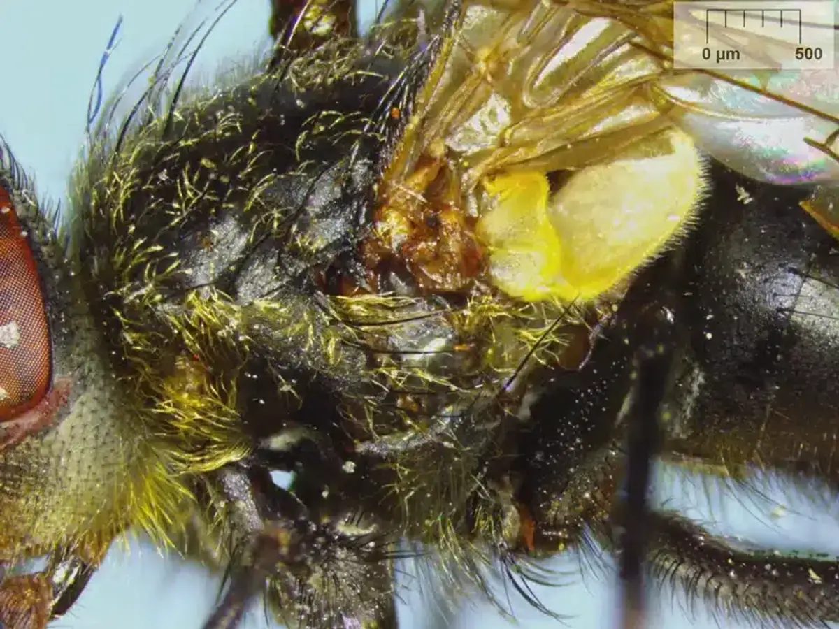 Large cluster of flies in attic space during winter months