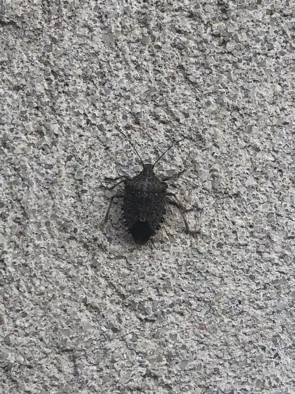 Brown marmorated stink bug showing characteristic markings and size