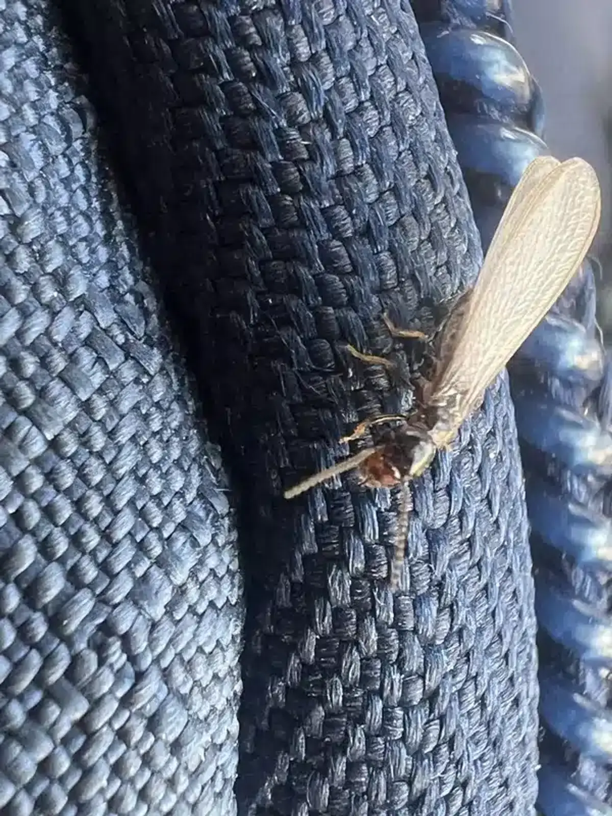 Comparison chart showing different pest droppings and debris types