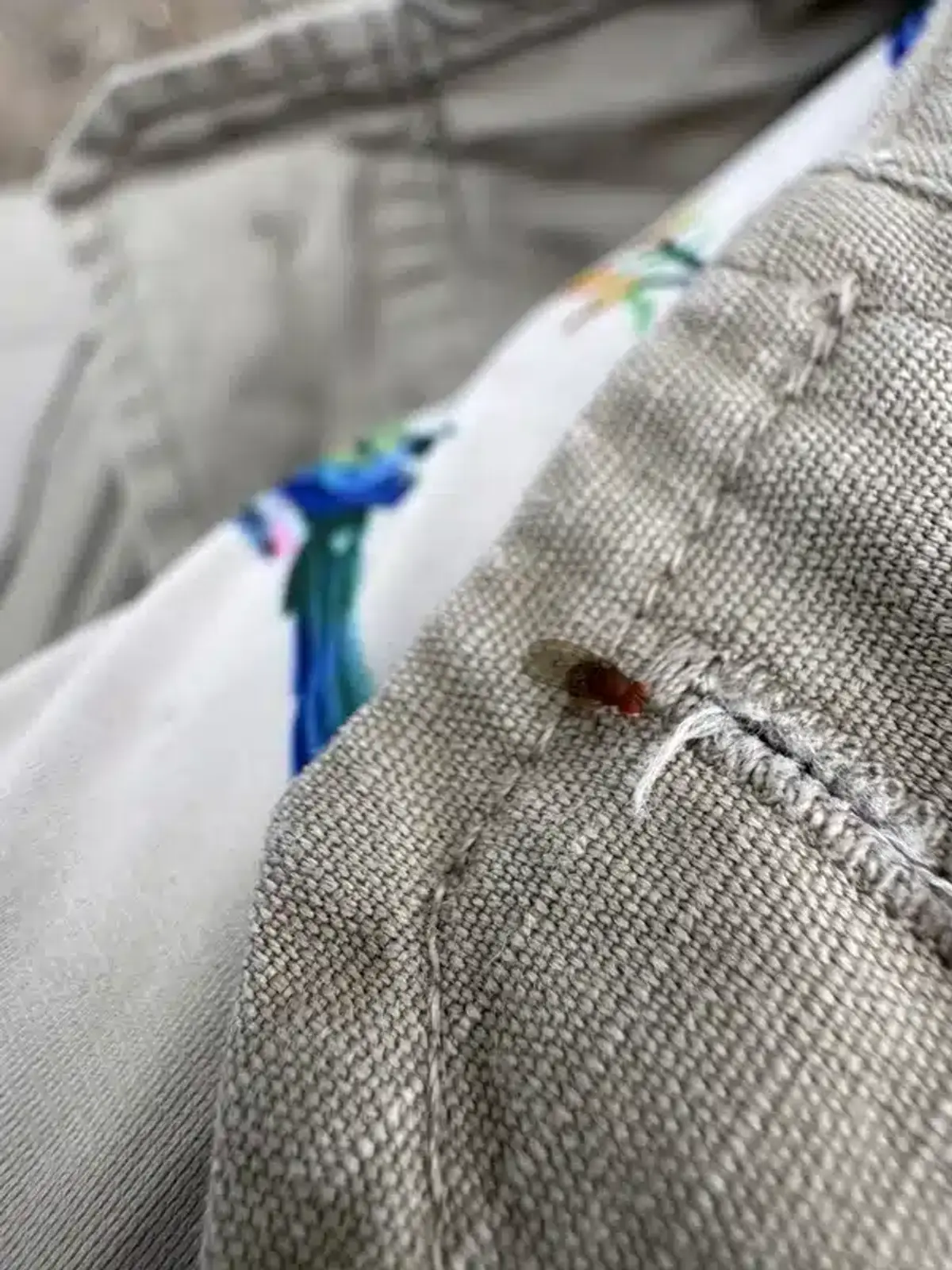 Fruit fly control techniques including traps and sanitation methods