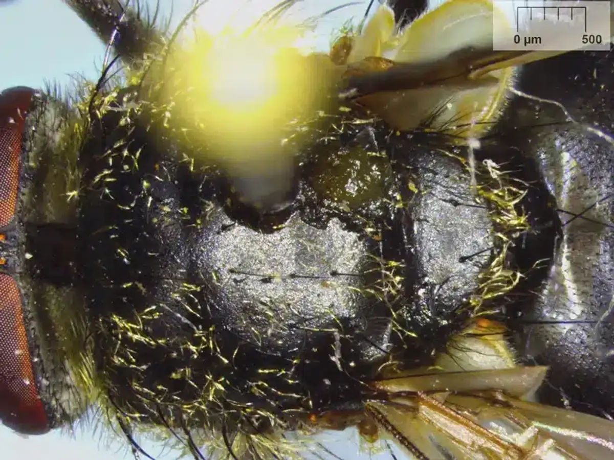 House fly breeding site in garbage showing unsanitary conditions
