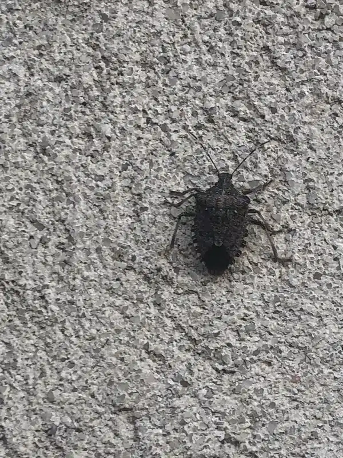 Seasonal stink bug activity showing bugs emerging in spring