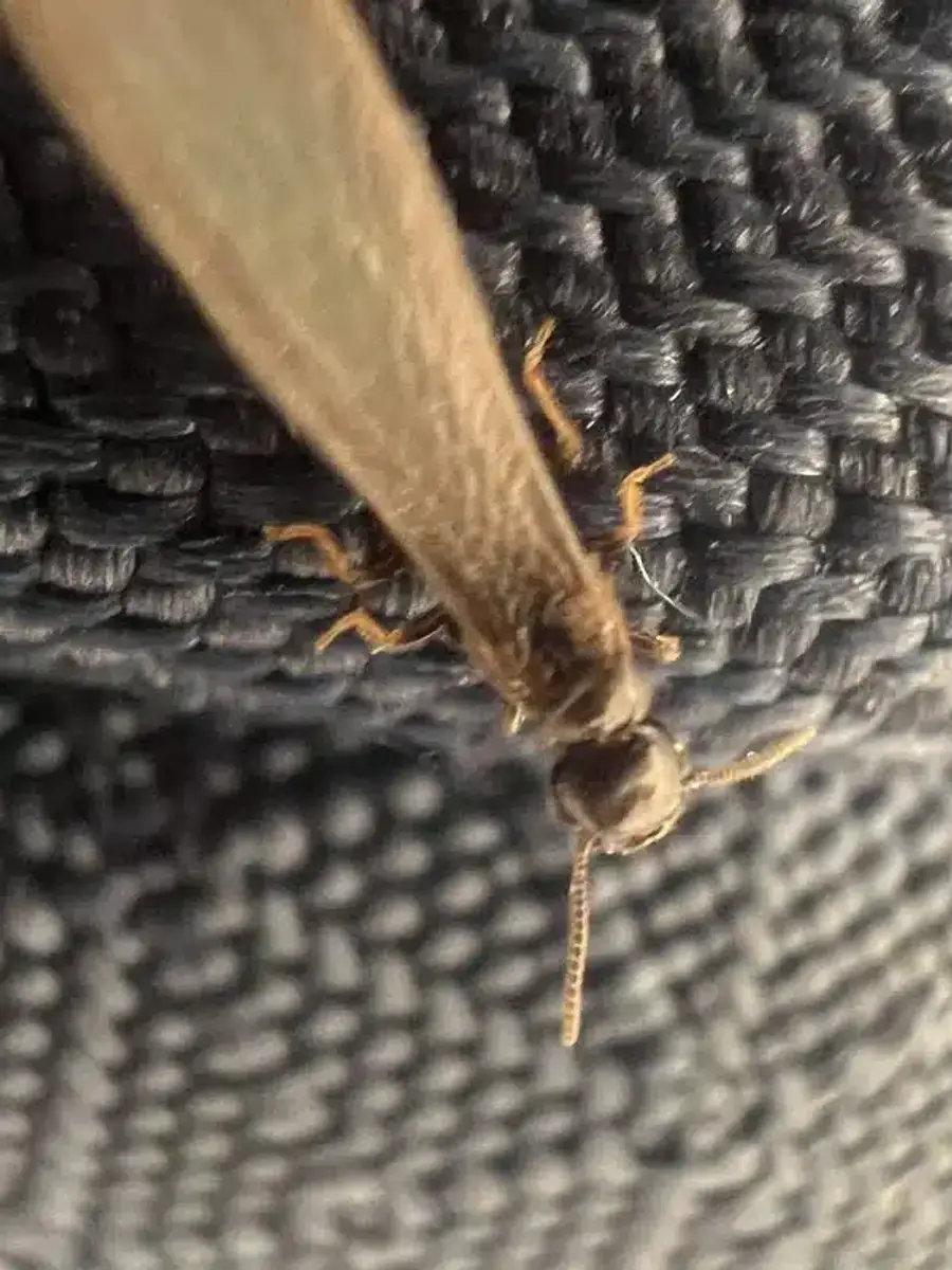 Small pile of termite pellets indicating early-stage infestation