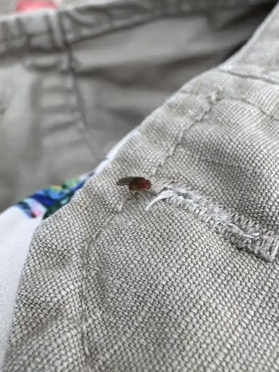 House fly control methods including exclusion and outdoor treatments