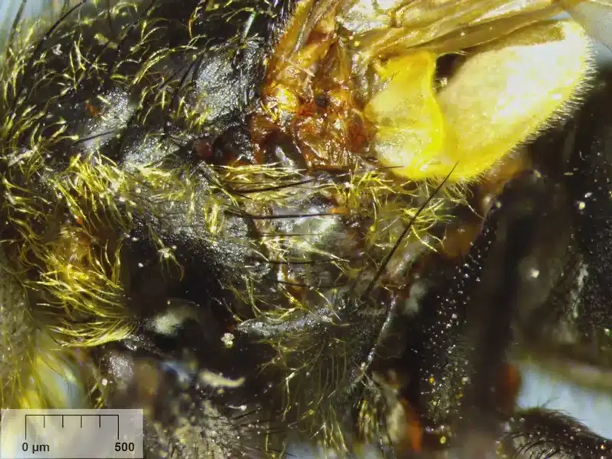 Technician sealing gaps around home exterior to prevent cluster fly entry