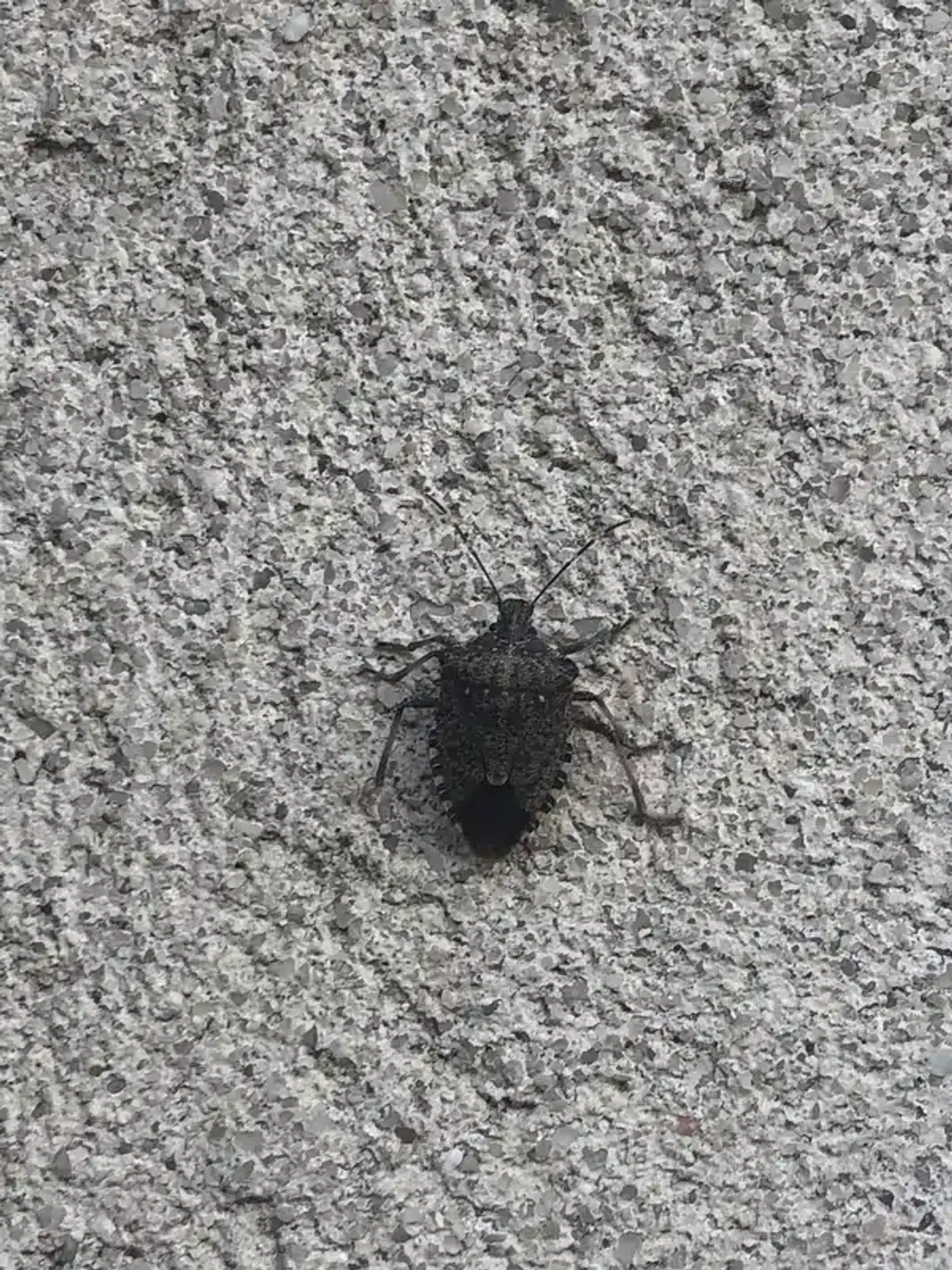 Common entry points where stink bugs access homes