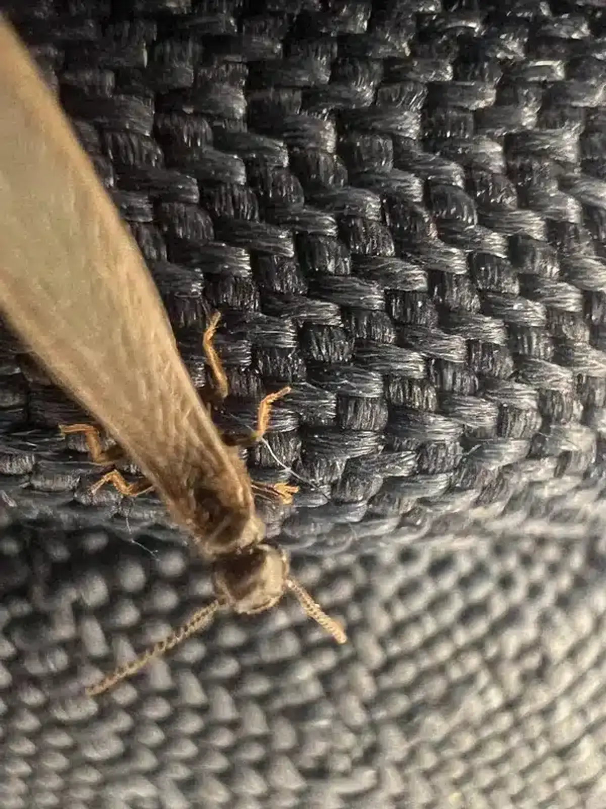 Home prevention methods for termite control