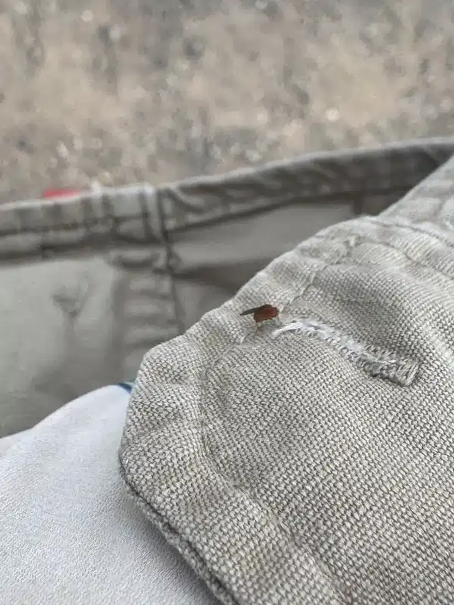 Professional pest control equipment and treatments for fly management