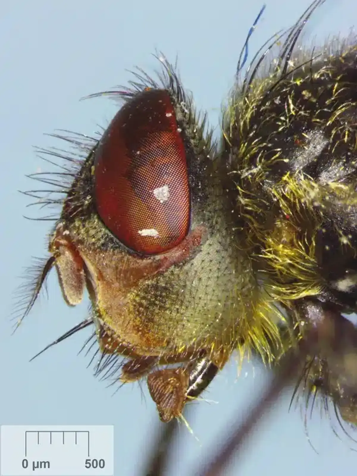 Proper garbage management and sanitation practices