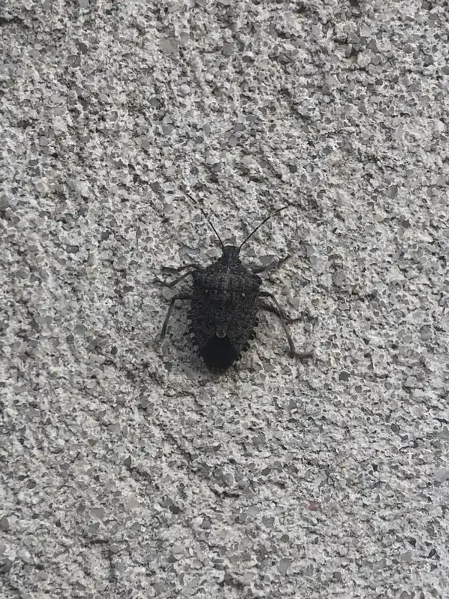 Exclusion work being performed to seal entry points