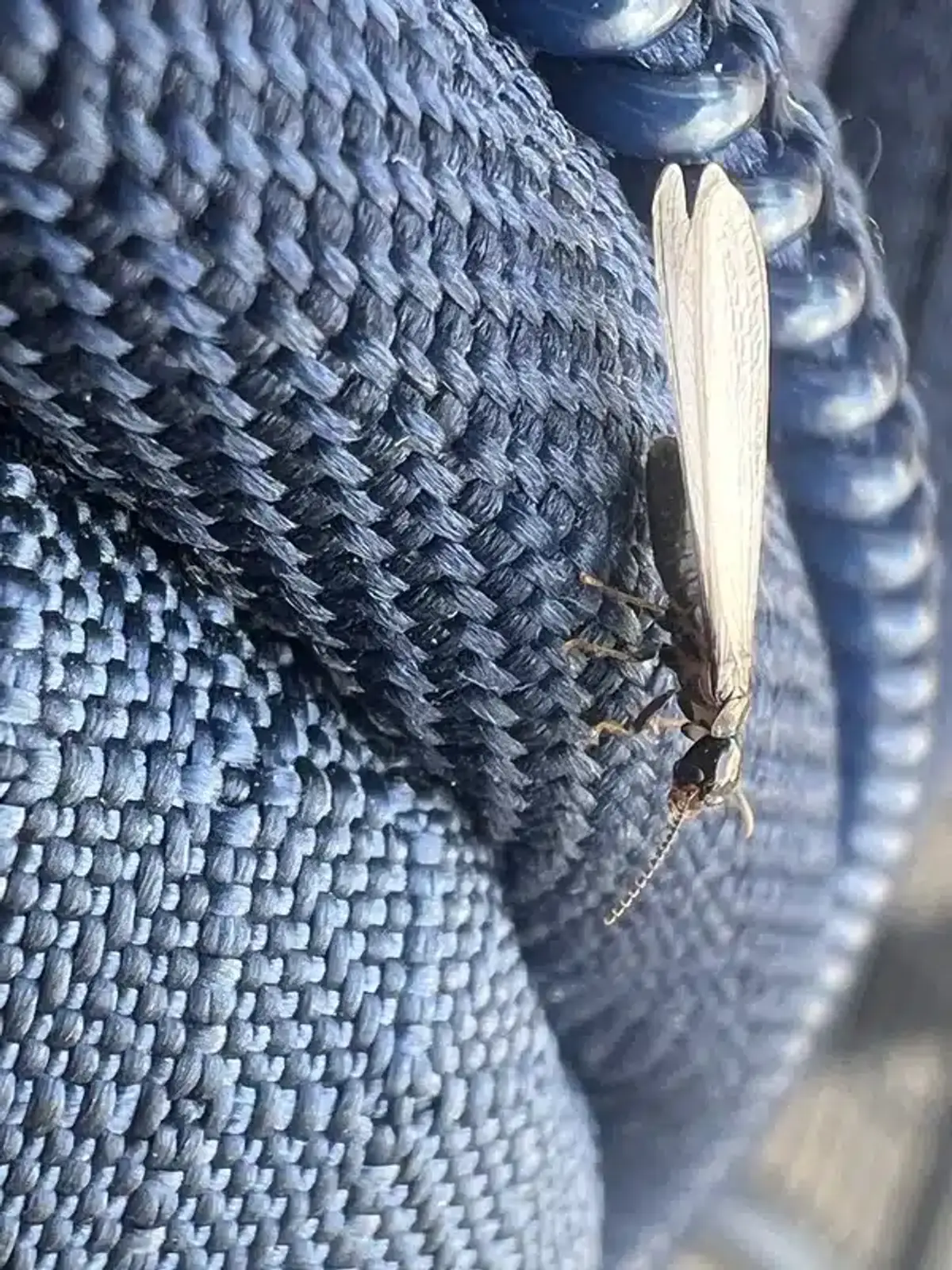 Professional termite inspection in progress